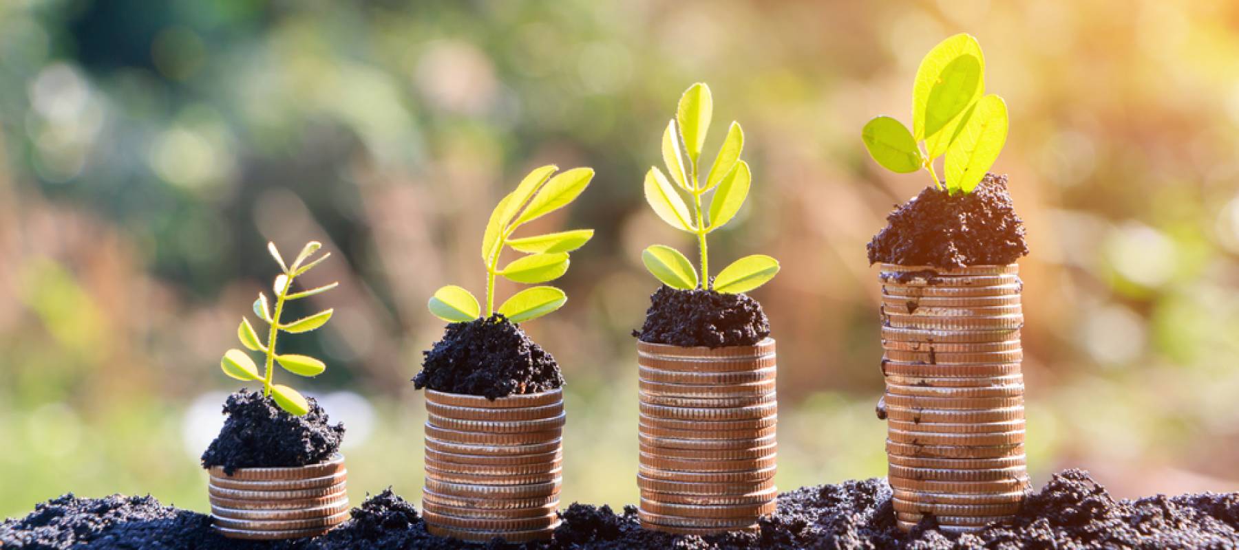 Hands watering young plants growing in germination sequence on golden coins , business concept