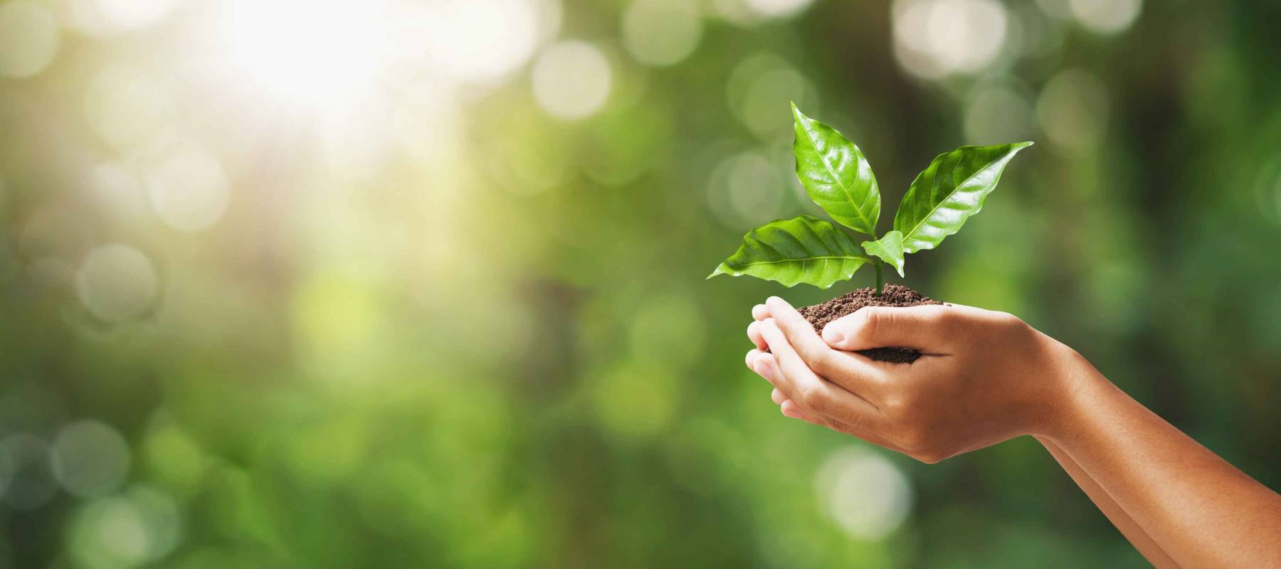 hand holding young plant on blur green nature background. concept eco earth day