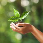 hand holding young plant on blur green nature background. concept eco earth day