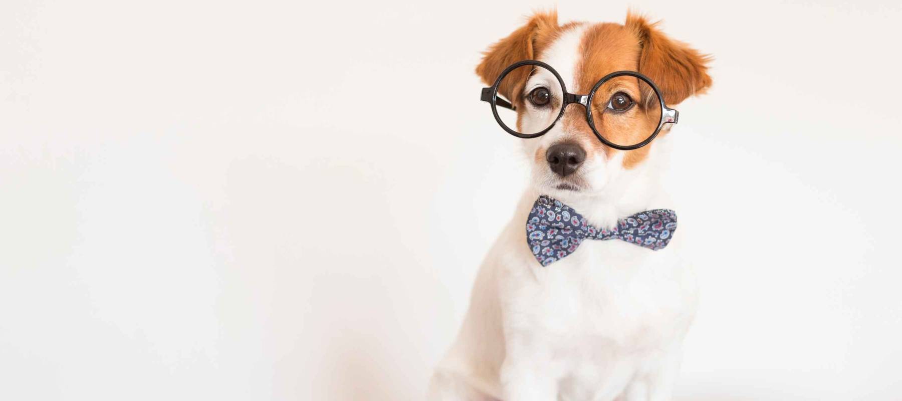 cute young small white dog wearing a modern bowtie and glasses. Sitting on the wood floor and looking at the camera.White background. Pets indoors