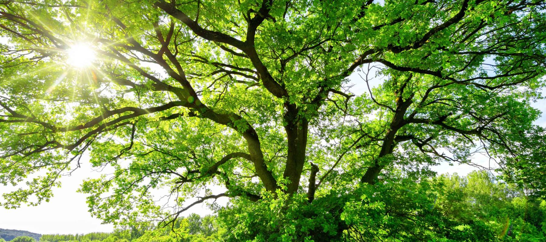The sun brightly shines through the crooked branches of a majestic green tree