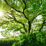 The sun brightly shines through the crooked branches of a majestic green tree
