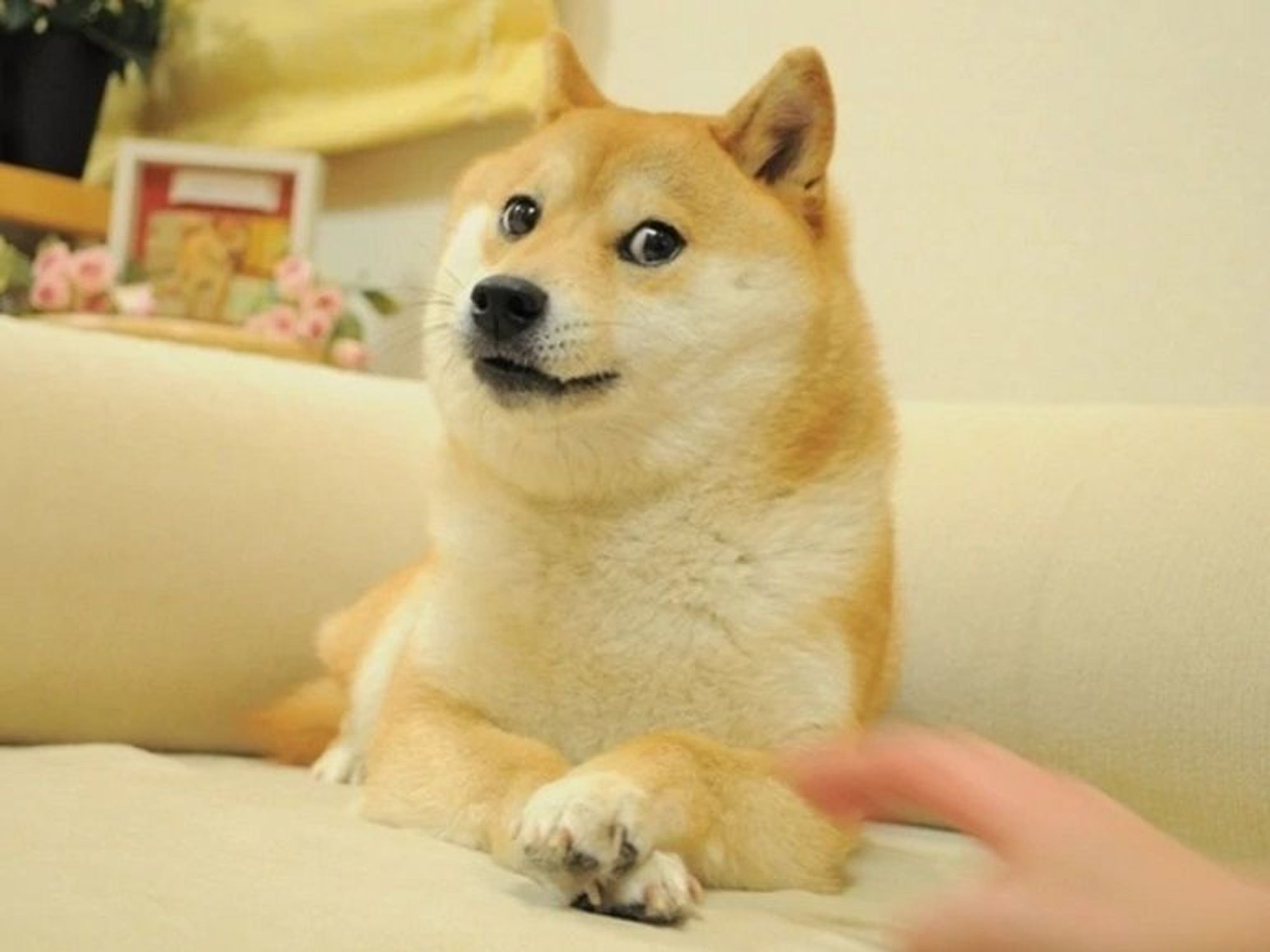 Kabosu, a Shiba Inu dog
