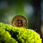 Golden bitcoin coin on lush green moss in summer forest. Eco-friendly cryptocurrency concept