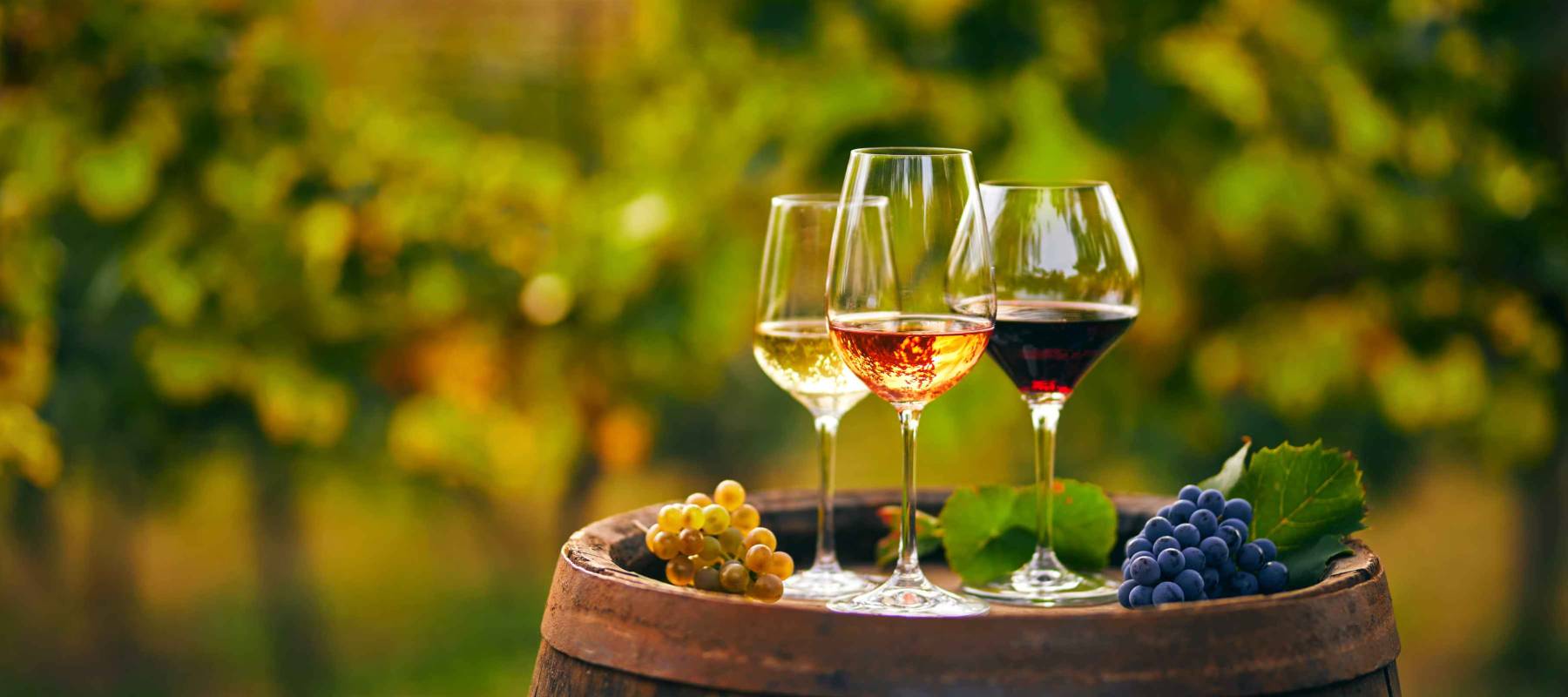 Three glasses with white, rose and red wine on a wooden barrel in the vineyard. Wide photo