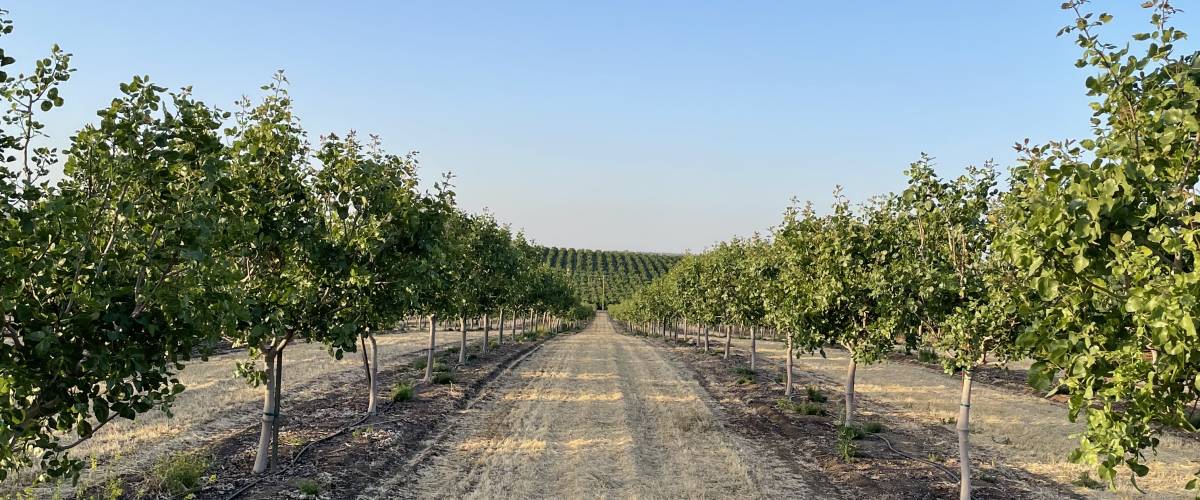 FarmTogether's Sierra Foothills Pistachio Orchard — Crowdfunding Property