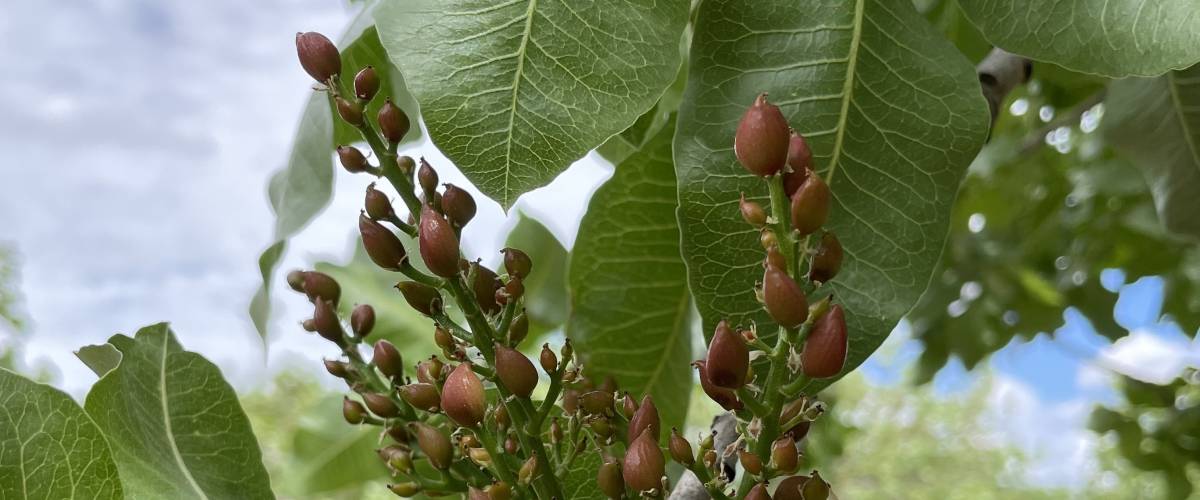 FarmTogether's Oak Ridge Pistachio Orchard — Crowdfunding Property