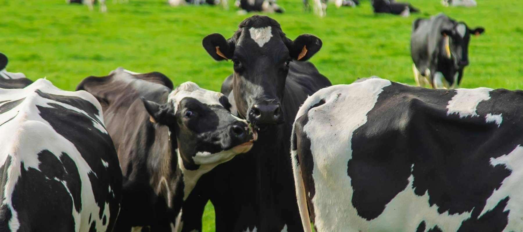 Cows graze in the pasture.