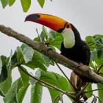 toucan with orange beak on a tree photographed in Amazon basin Bolivia
