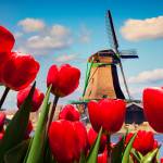 The famous Dutch windmills. View through red tulips on the Netherlands canals. Creative collage.