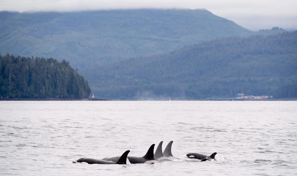 The Vancouver-based non-profit Ocean Wise says underwater microphones will be used to help protect whales from collisions with ships off British Columbia&#039;s coast. Killer whales play in Chatha