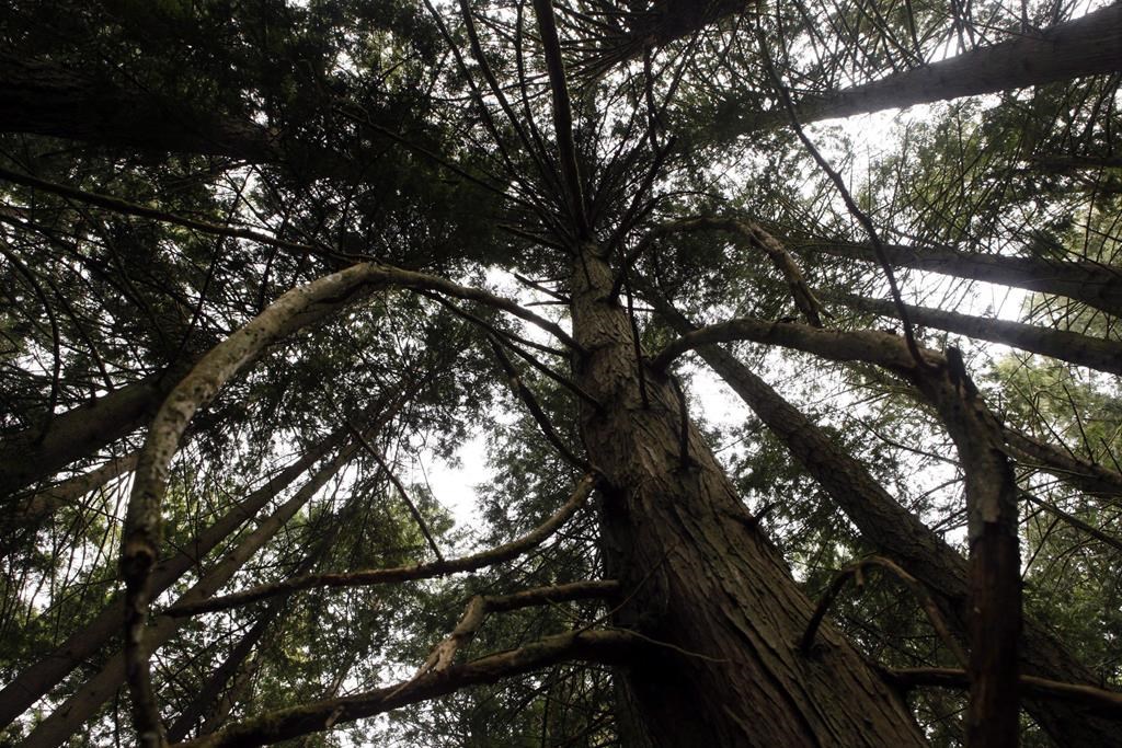 A Grand Fir tree at Francis/King Regional Park in Saanich, B.C., is shown on Thursday, May 26, 2016. British Columbia officials are celebrating the planting of 10 billion seedlings since refo