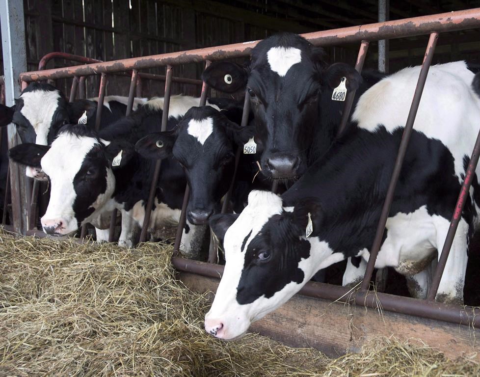 The Canadian Food Inspection Agency is encouraging veterinarians to keep an eye out for signs of avian influenza in dairy cattle following recent discoveries of cases of the disease in U.S. c