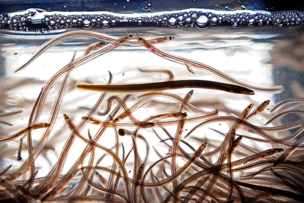 Baby eels, also known as elvers, swim in a tank after being caught in the Penobscot River, Saturday, May 15, 2021, in Brewer, Maine. The federal Fisheries Department says five people from Mai