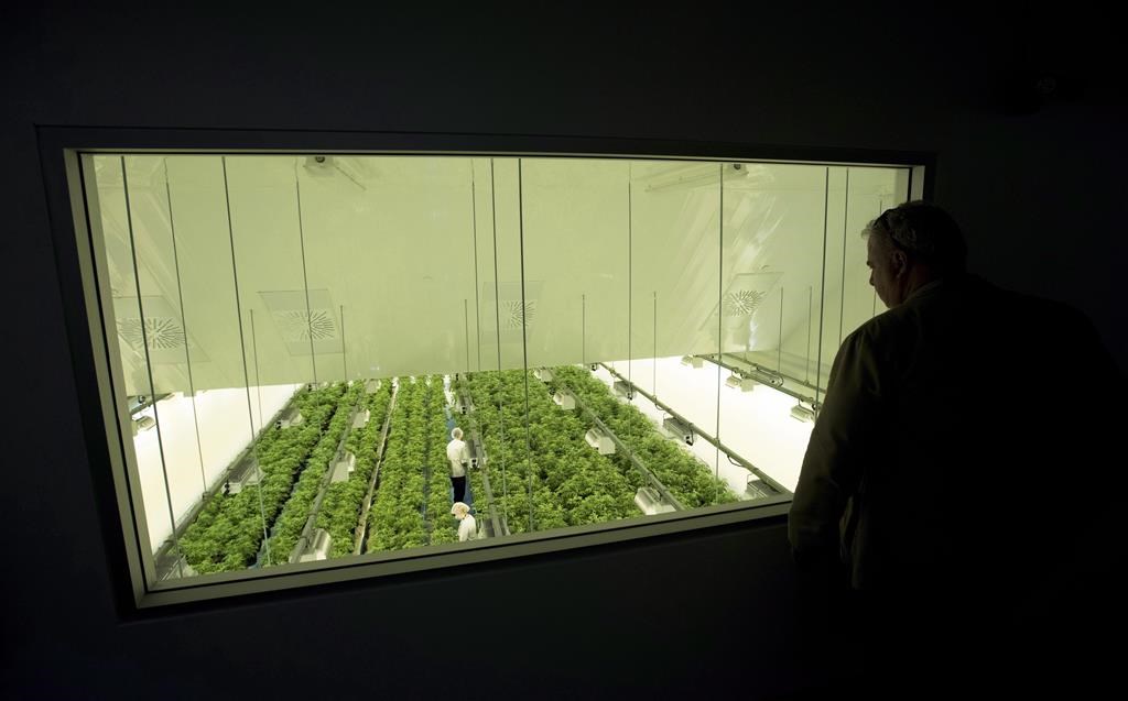 Staff work in a marijuana grow room at Canopy Growth&#039;s Tweed facility in Smiths Falls, Ont., on Thursday, Aug. 23, 2018. Canadian cannabis stocks are soaring after the U.S. Drug Enforcement A