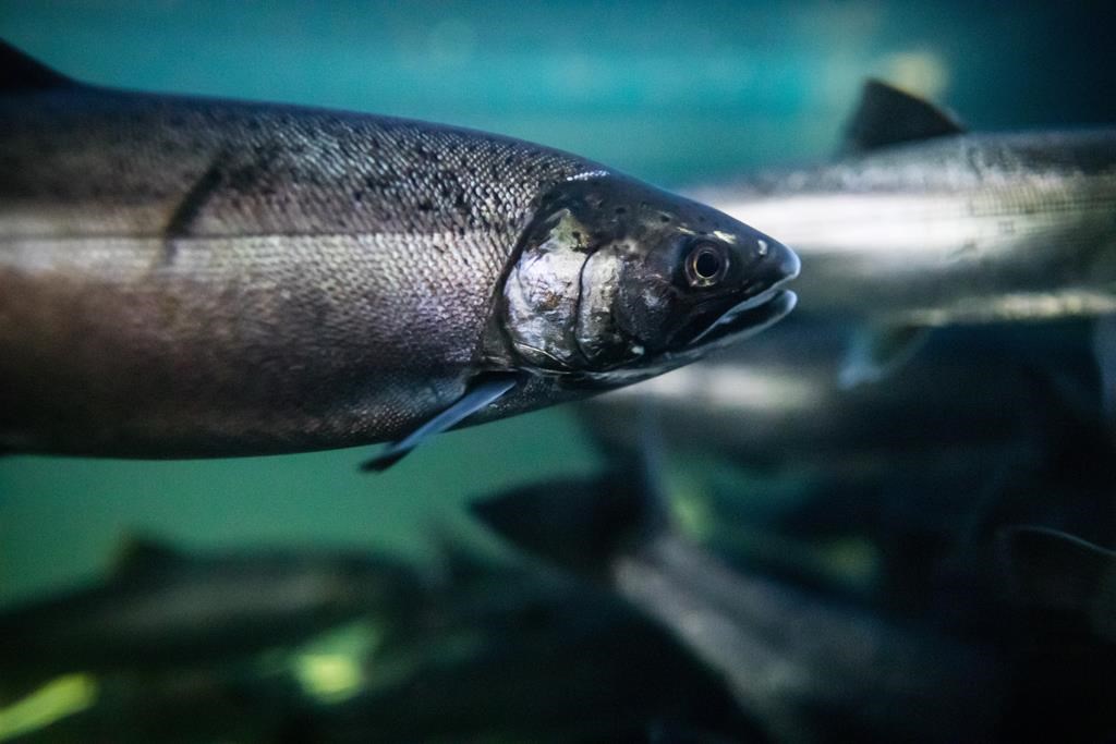 Coho salmon swim at the Fisheries and Oceans Canada Capilano River Hatchery in North Vancouver on Friday July 5, 2019. The Canadian government has agreed to prioritize environmental assessmen