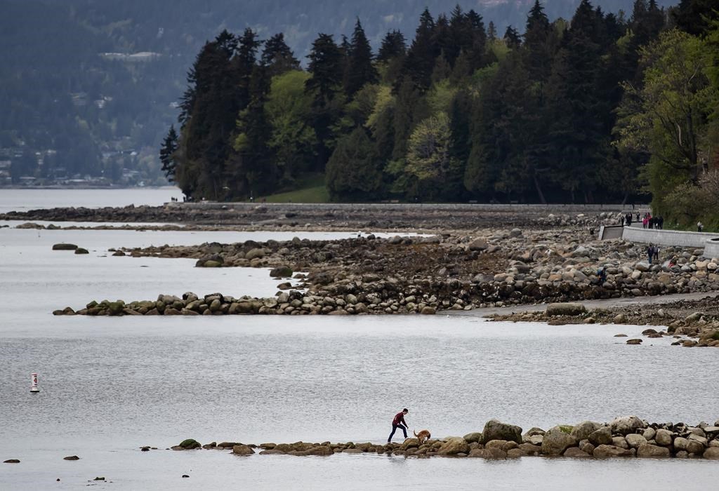A man and a dog walk along rocks at English Bay in Vancouver, on Sunday, April 26, 2020. Another barge went adrift in Vancouver&#039;s English Bay, prompting a quick response from the Canadian Coa