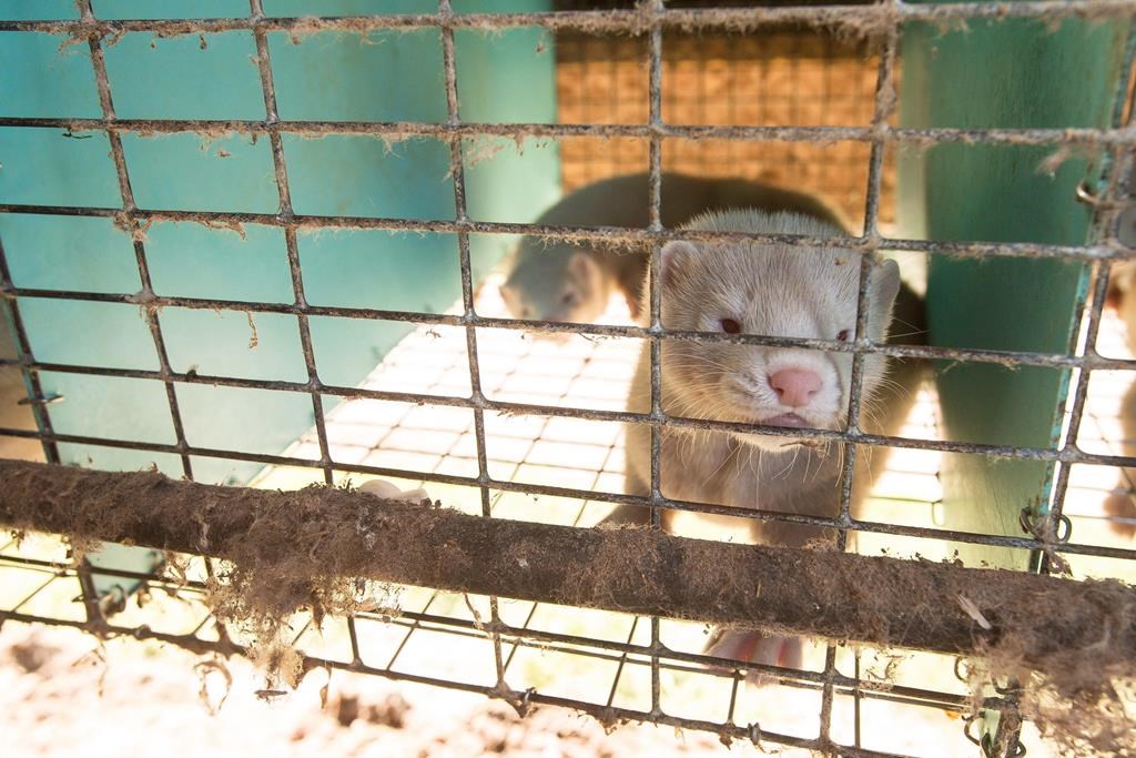 A mink is shown in a pen at a farm in Ontario on Thursday, July 9, 2015. 