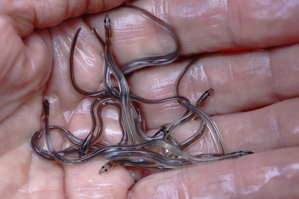 A commercial elver fisher in Nova Scotia is welcoming news of a significant seizure of baby eels at Toronto&amp;rsquo;s Pearson International Airport last week. A fisherman holds baby eels, also 