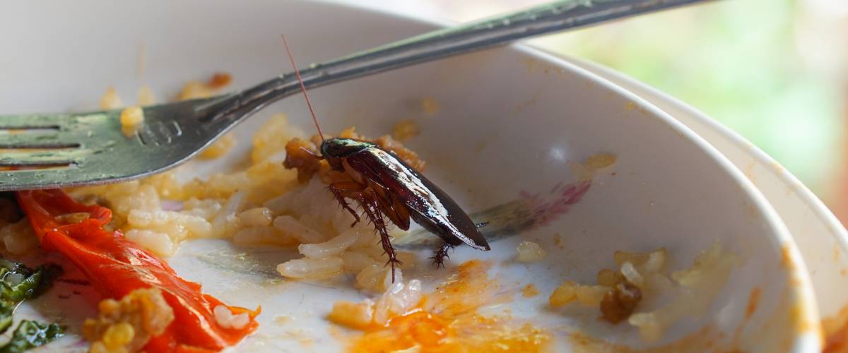 Cockroach found in food