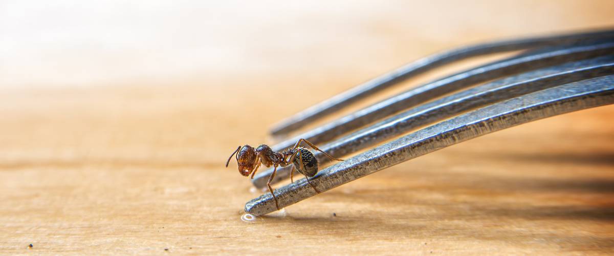 Ant crawling on a fork