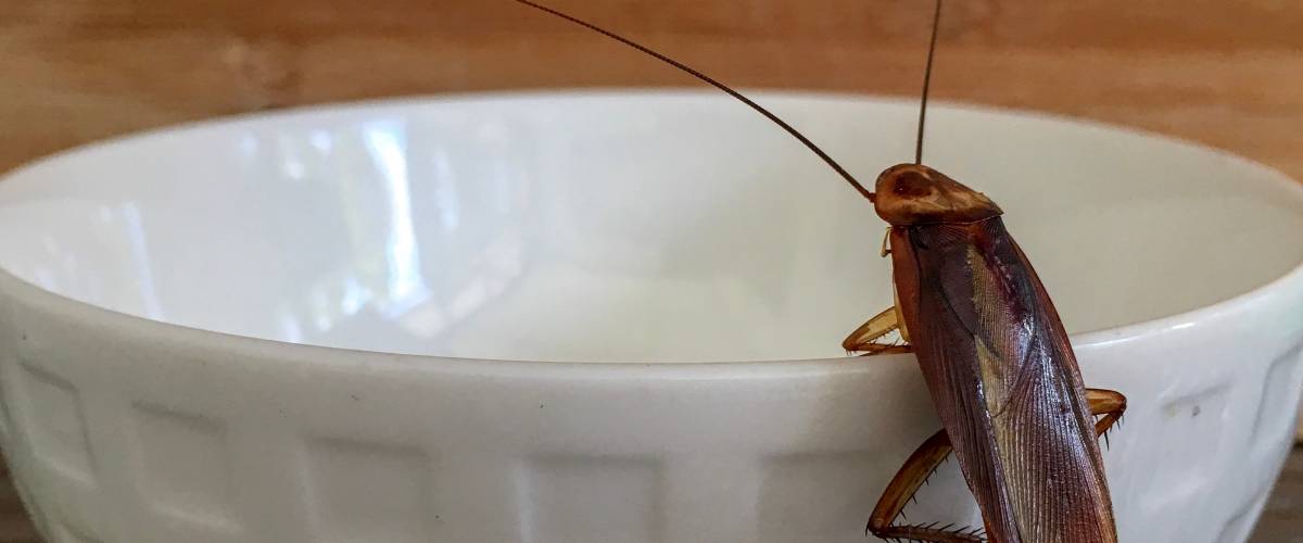 Cockroach on the edge of a white bowl