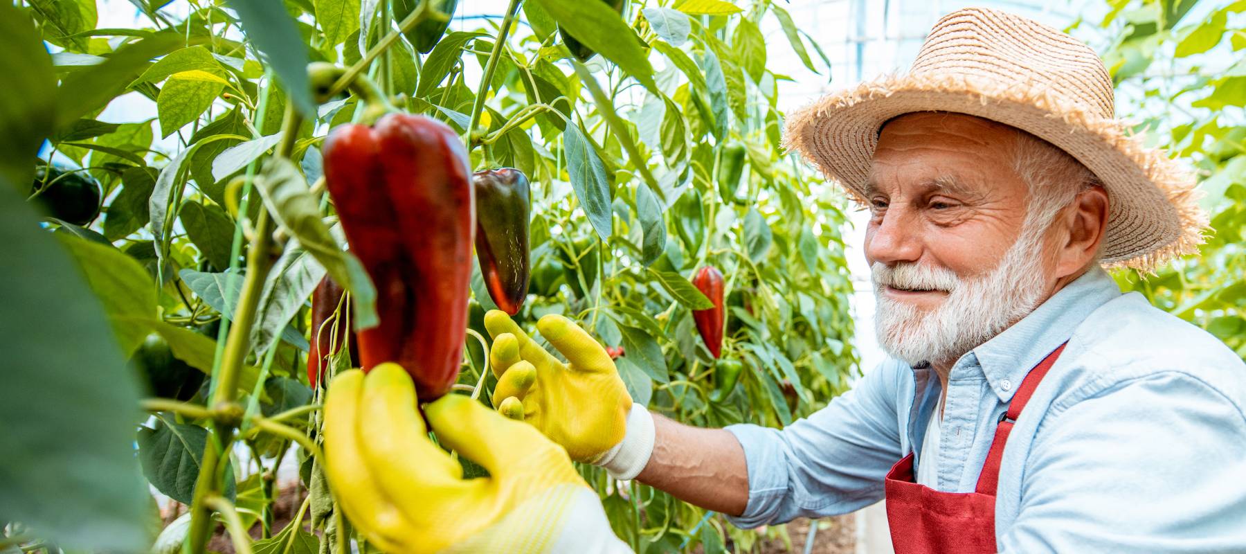 An older gentleman growing vegetables.