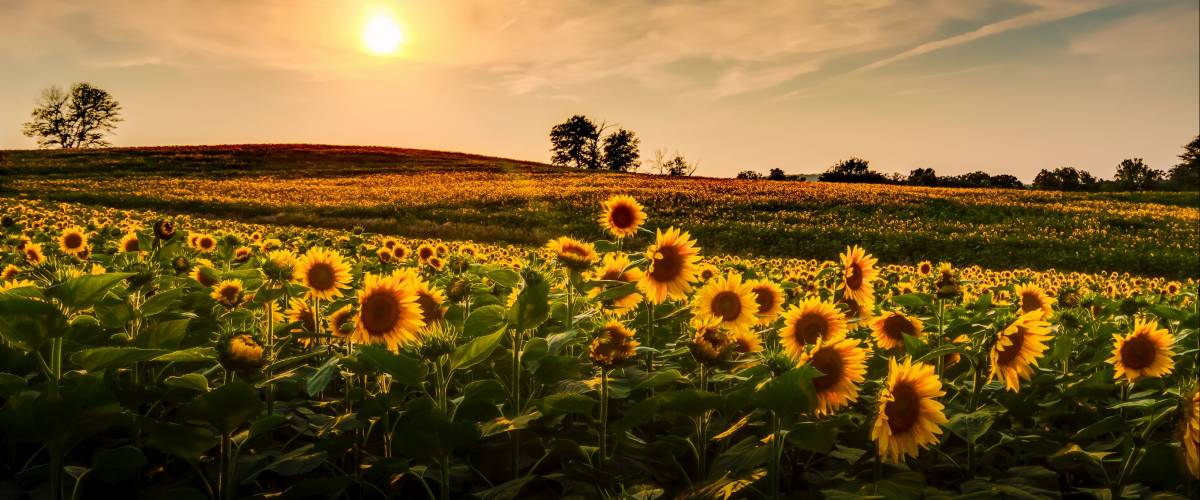 A view of a sunflower field in Kansas.