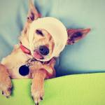 a photo of a tiny cute chihuahua done with a vintage retro instagram filter