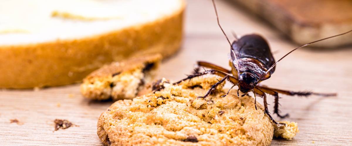 Roach at the reception