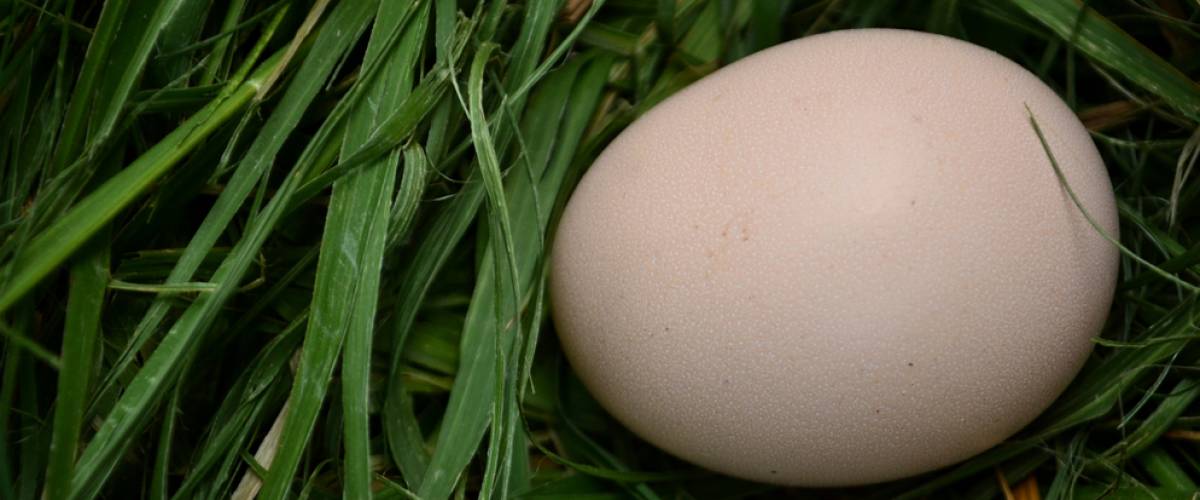 Egg lying in grass