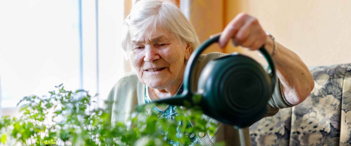 Senior woman of 90 years watering parsley plants with water can at home
