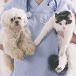 Vet with dog and cat in his hands
