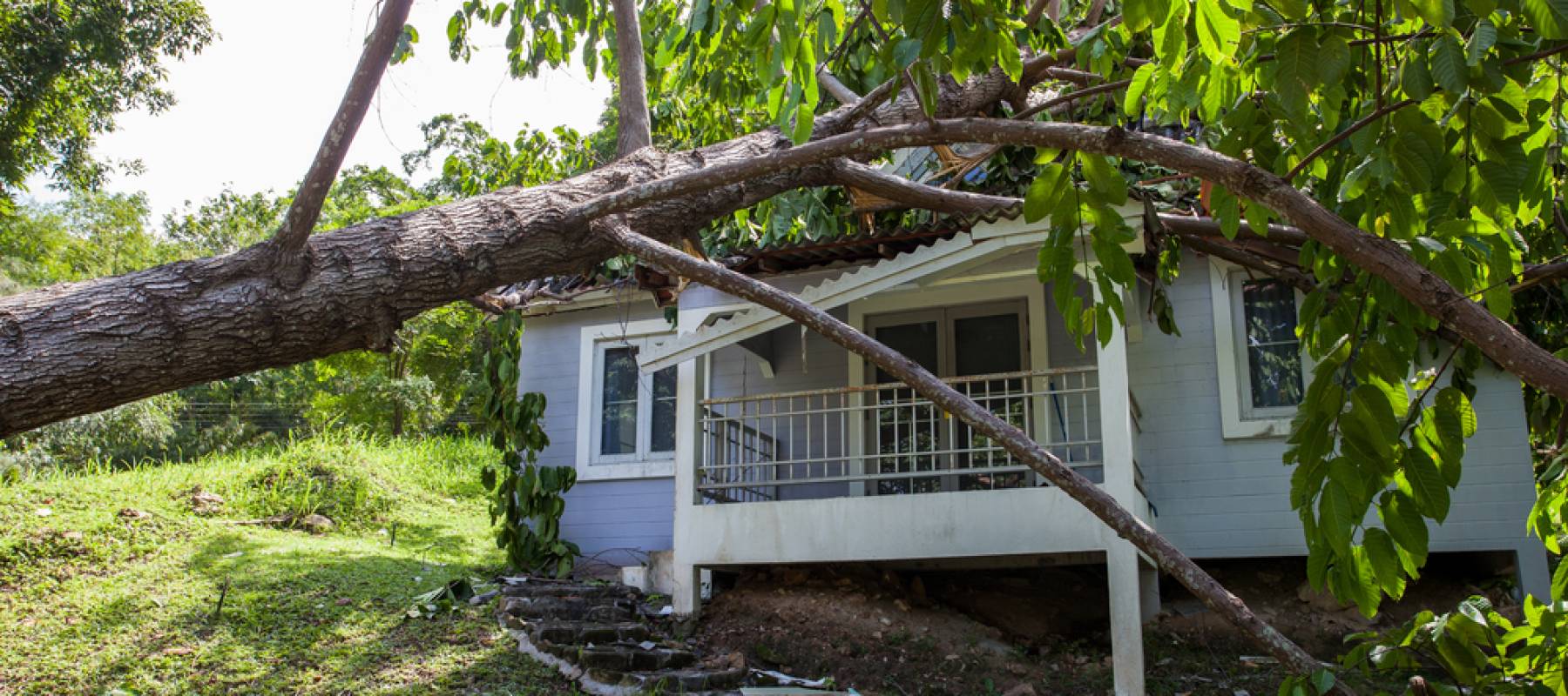 Tree destroying roof