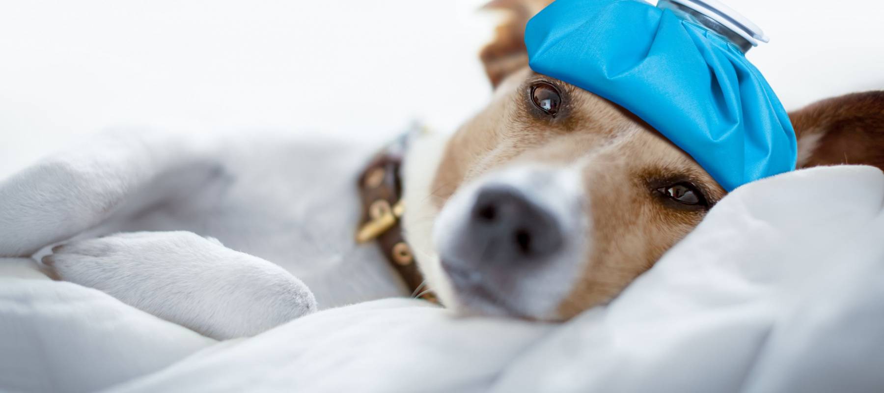 jack russell dog very sick and ill with ice pack or bag on head,  suffering, hangover and headache, resting on bed