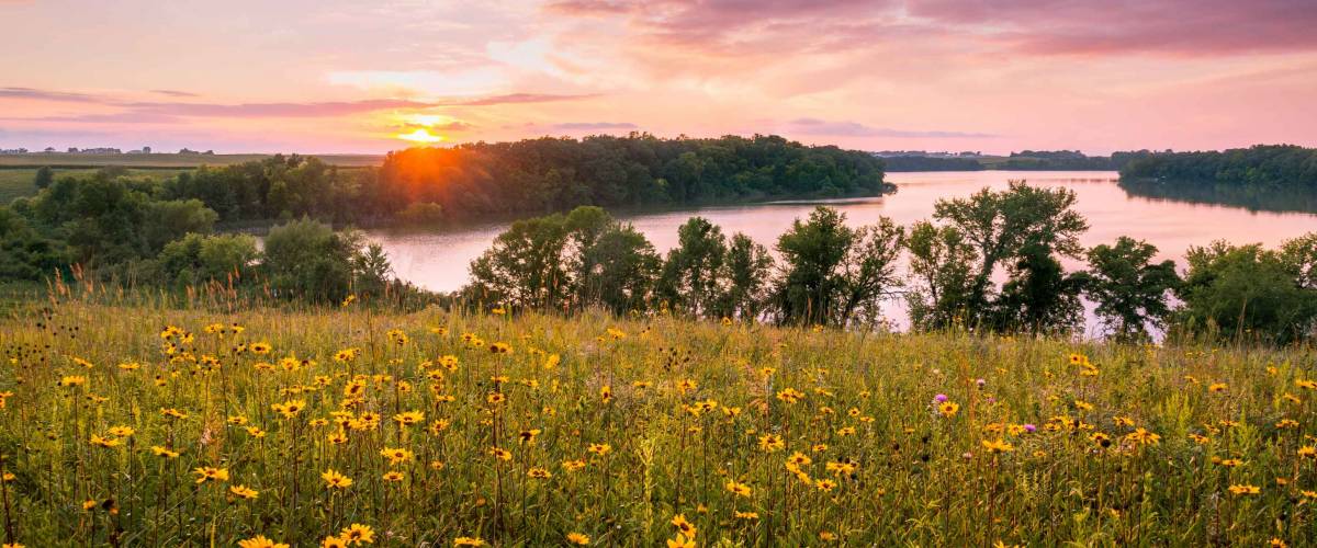 Minnesota Summer Flowers