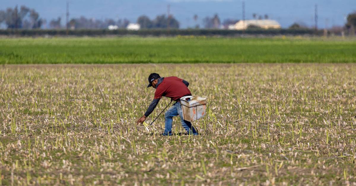 USAID Shutdown Hurts U.S. Farmers