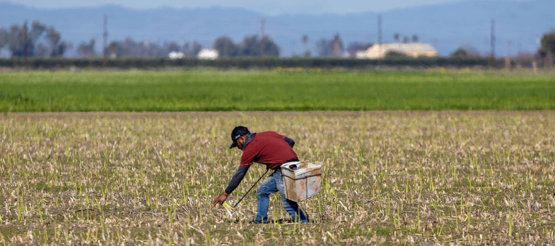 A farm worker cuts and picks up asparagus.