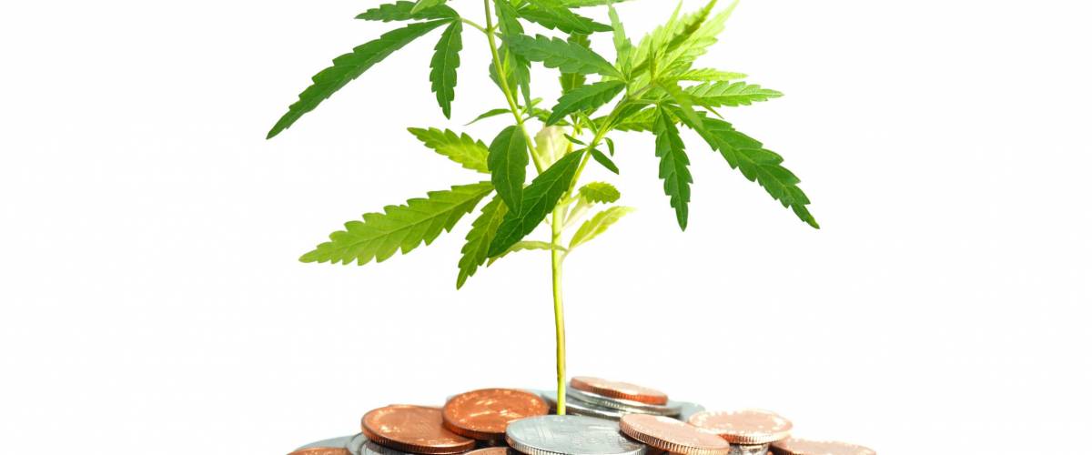 High Income: The Ways You Can Make Money Off Legal Marijuana