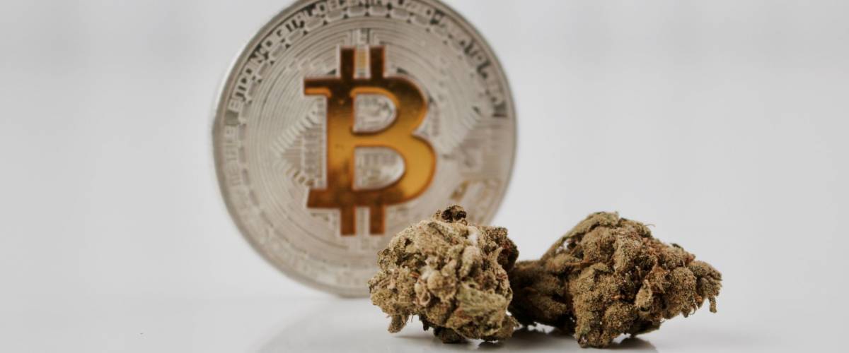 High Income The Ways You Can Make Money Off Legal Marijuana - digital currency physical yellow bitcoin coin on the table near green marijuana plants