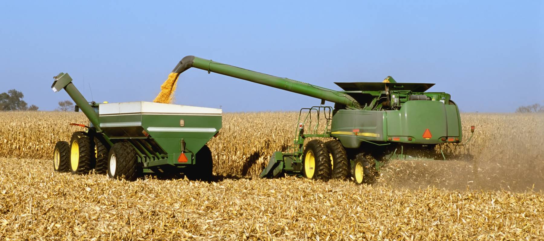 A combine harvests grain corn while placing the harvested corn into a grain wagon.