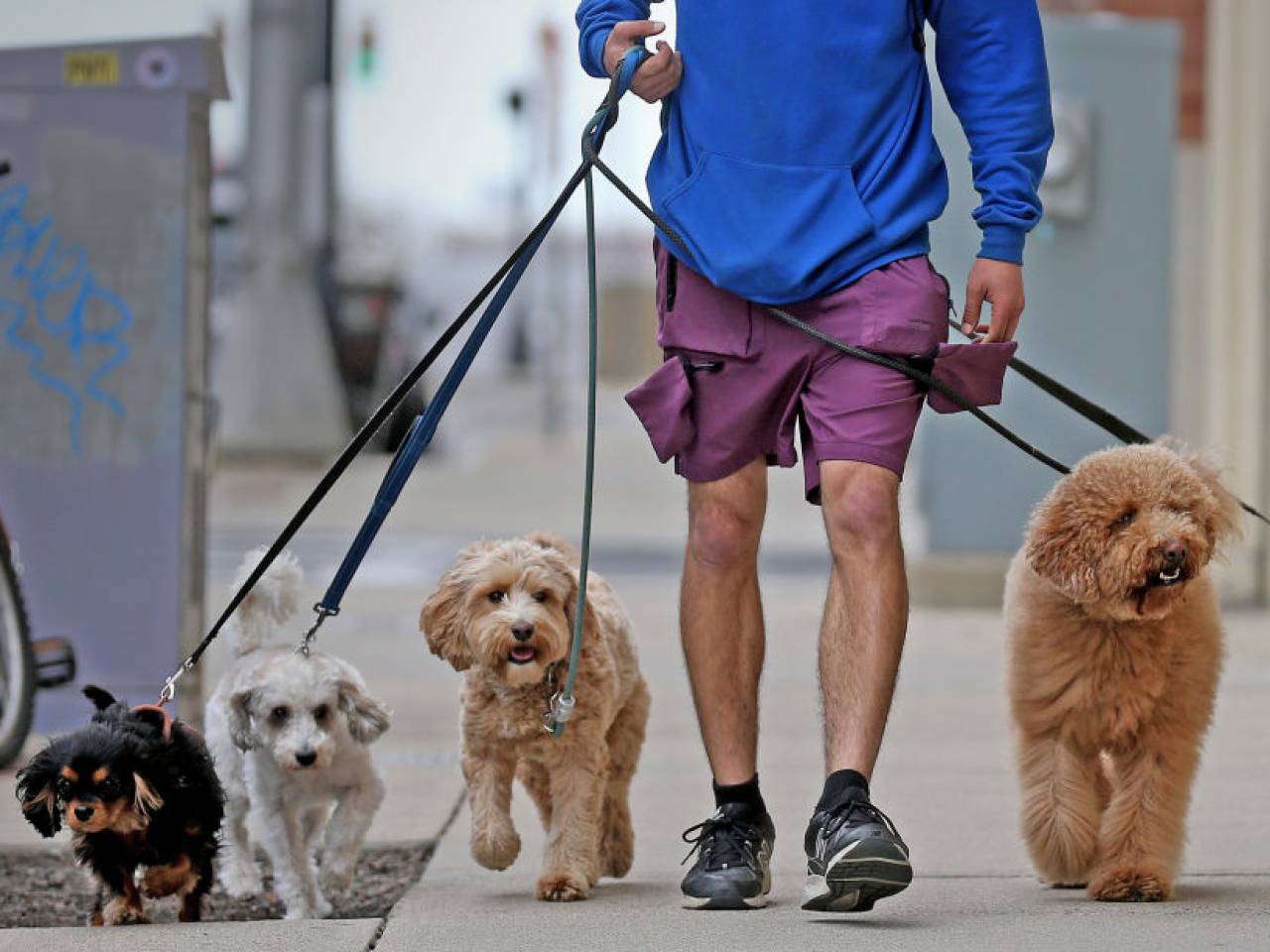 Man walking dogs.