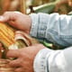 Harvesting an ear of corn