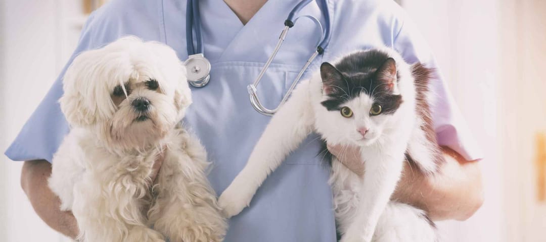 Vet with dog and cat in his hands