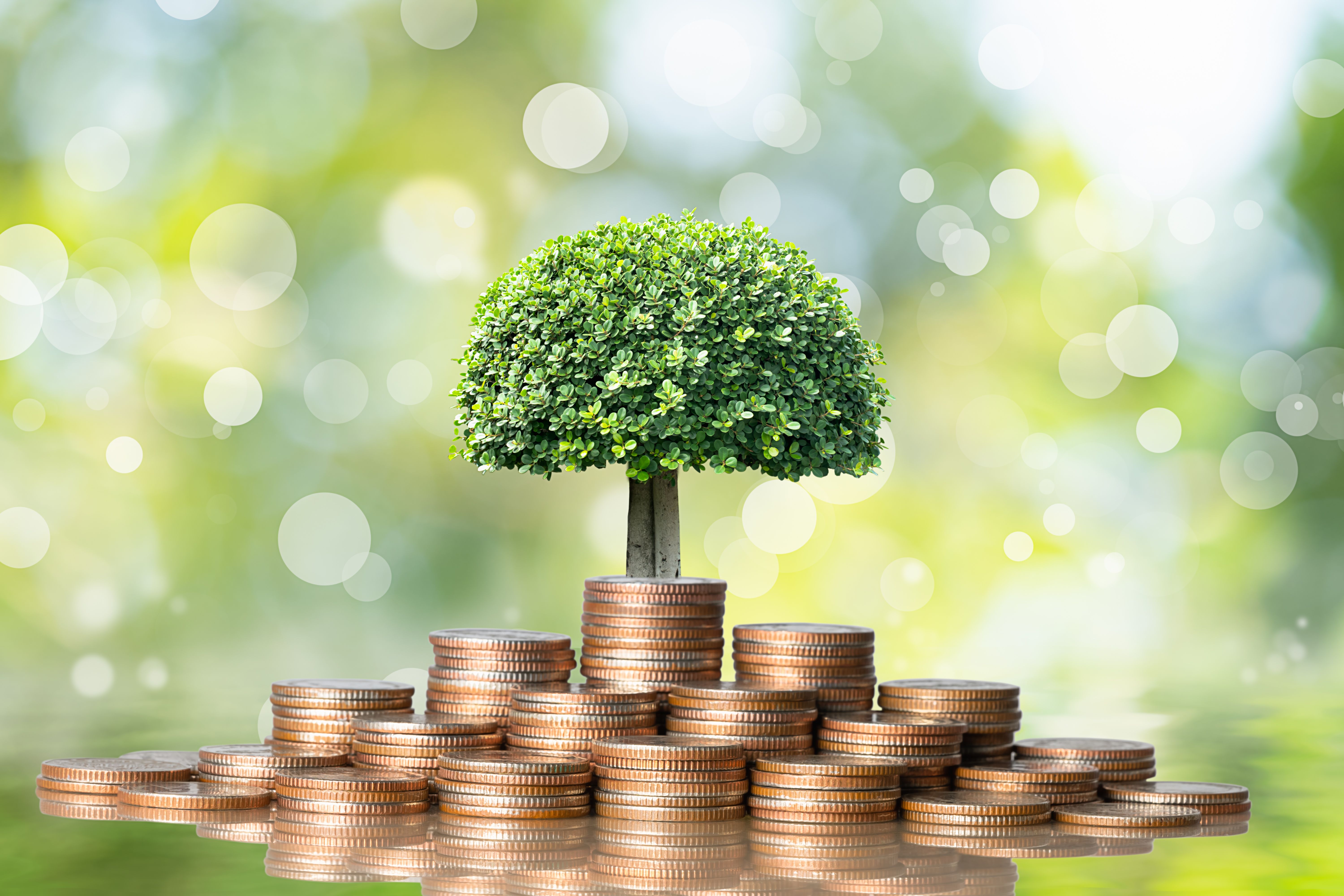 A row of coins in front of a small tree suggesting positive growth