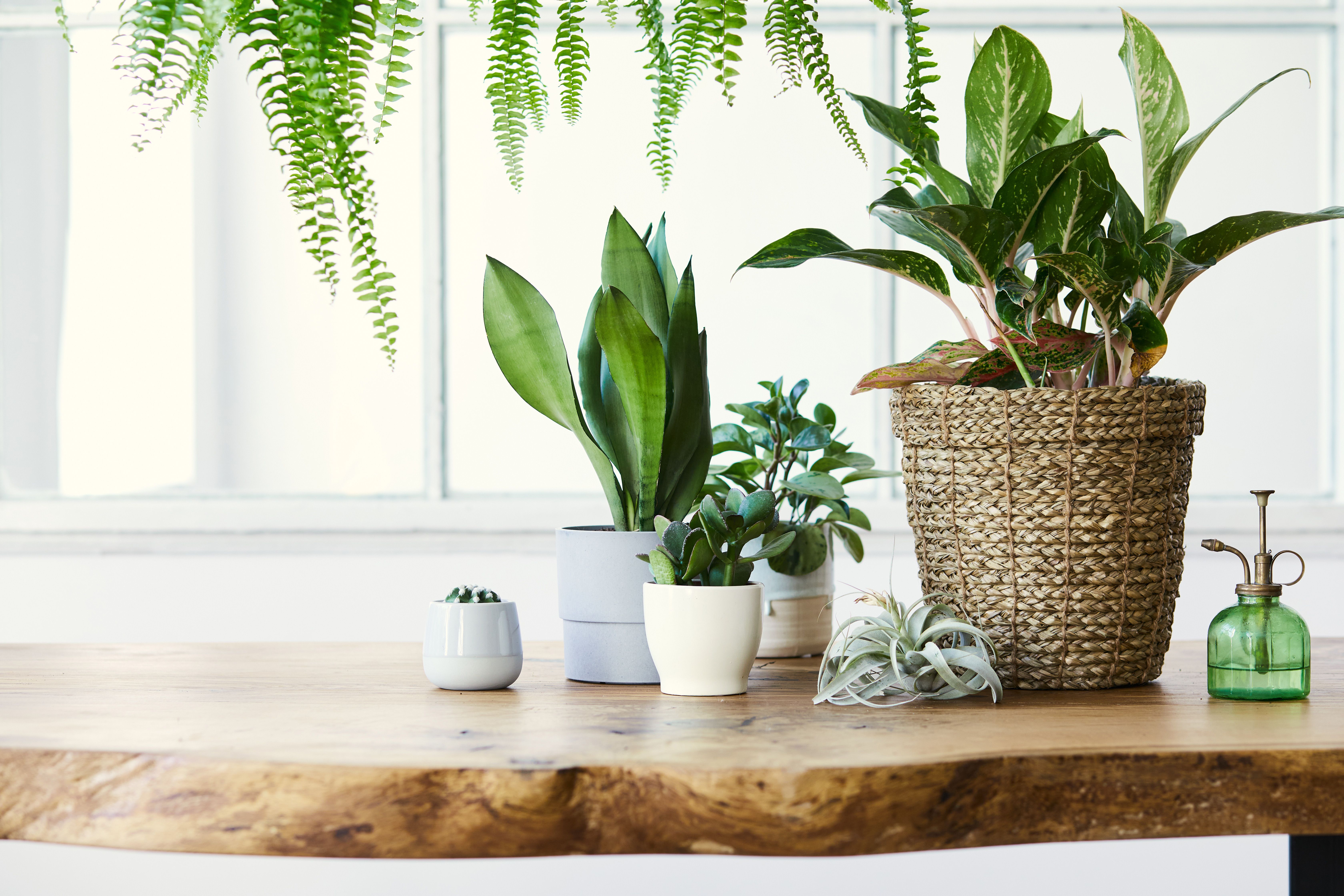A group of indoor plants by a window against a white background