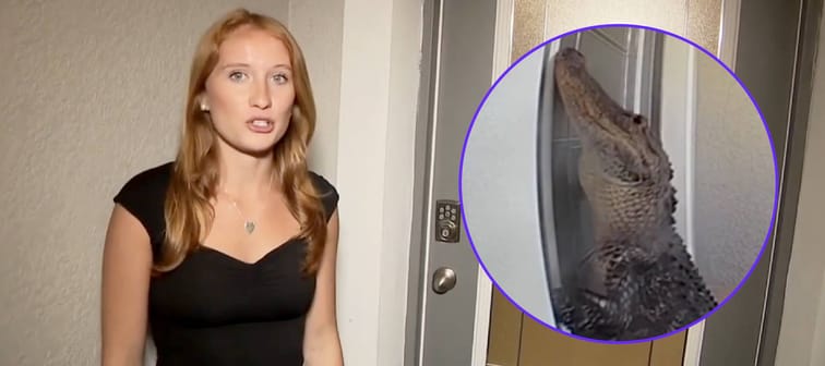 Courtney Beck says an alligator showed up one morning at her front door.