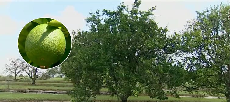 Donaldson might just be the last branch keeping Florida’s orange juice flowing.