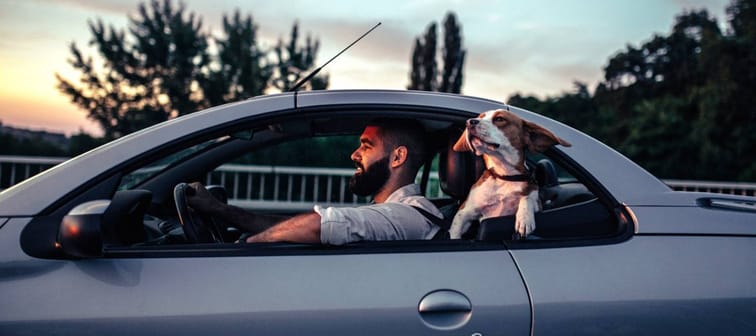 Bearded man driving compact car, with his dog's head sticking out the window behind him