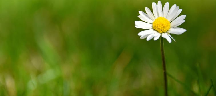 Simple daisy in a field.